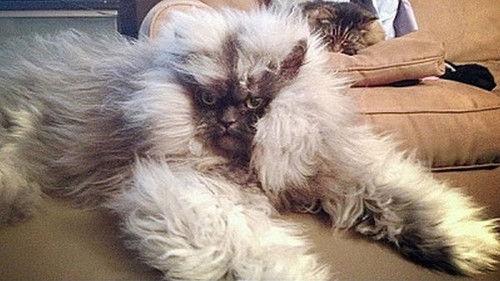 My Cat from Hell Season 5 Episode 10 - Demon Cat