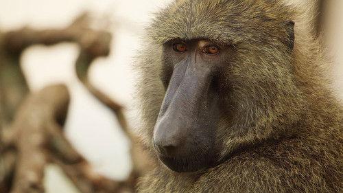 Serengeti Season 2 Episode 4 - Leadership