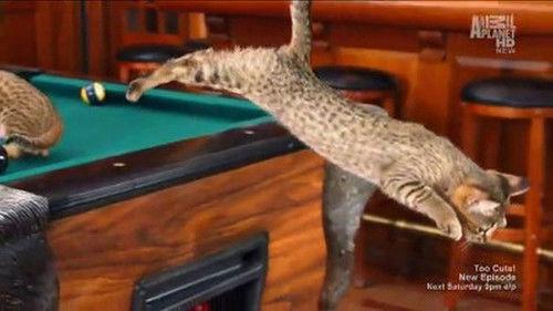 Too Cute Season 1 Episode 4 - Kittens and Pocket Pets