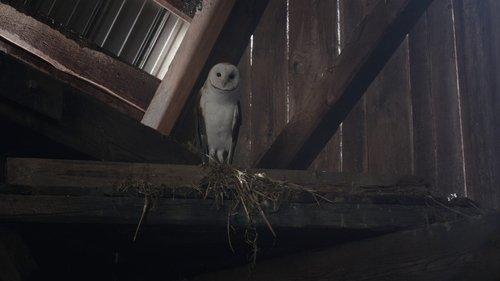 undefined Season 3 Episode 1 - The Owl