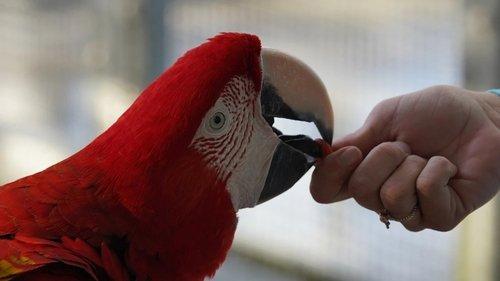 Magic of Disney's Animal Kingdom Season 1 Episode 2 - Happy Birthday, Gino!