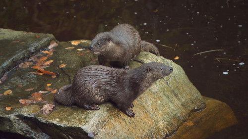 Dyrepasserne Season 10 Episode 4 - Episode 4