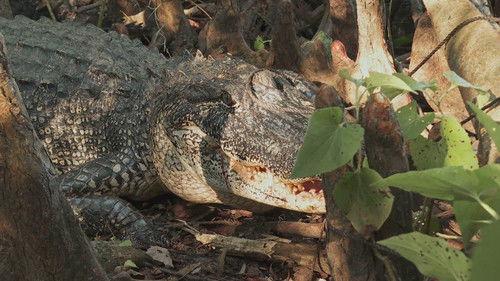 Swamp People Season 15 Episode 1 - Cruel Summer