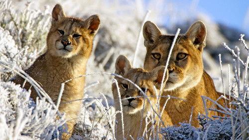 Mountain: Life at the Extreme Season 1 Episode 3 - Andes