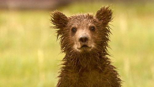 Nature Season 29 Episode 14 - Bears of the Last Frontier: City of Bears