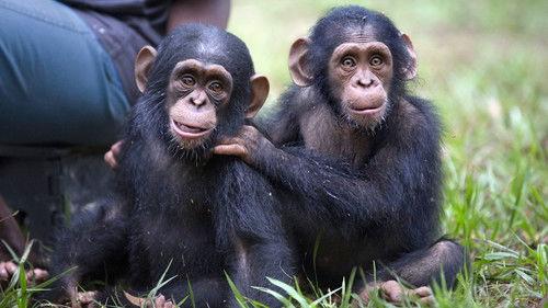 Rescued Chimpanzees of the Congo with Jane Goodall Season 1 Episode 5 - Hope