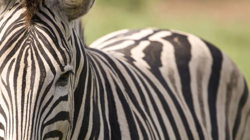 Nature Season 10 Episode 14 - Horse Tigers