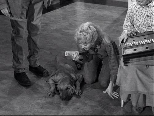 The Beverly Hillbillies Season 1 Episode 22 - Duke Steals a Wife