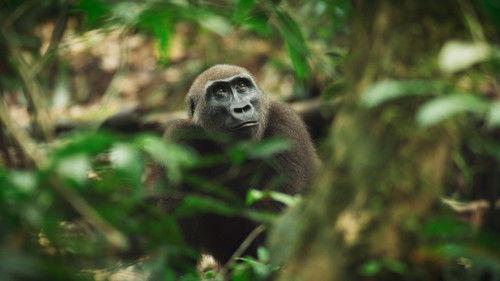 The Wild Ones Season 1 Episode 5 - Gorillas