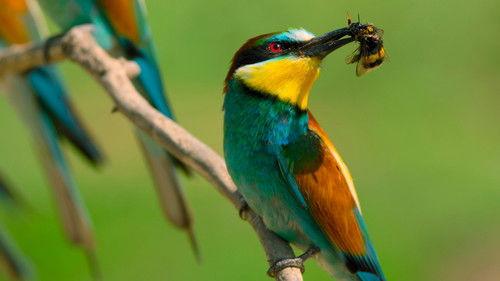 Tiny World Season 2 Episode 1 - Meadow