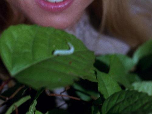 The Virginian Season 4 Episode 20 - The Inchworm's Got No Wings at All