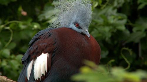 Dyrepasserne Season 3 Episode 15 - Episode 15