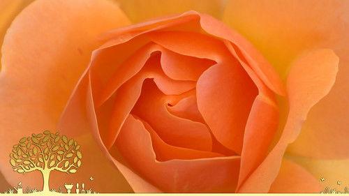 Gardeners' World Season 55 Episode 17 - Episode 17