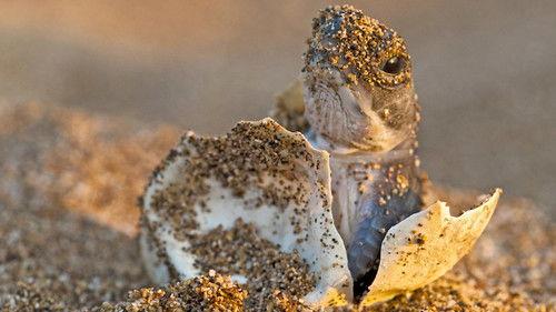 undefined Season 1 Episode 4 - Cape