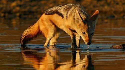 Natural World Season 17 Episode 12 - Year of the Jackal