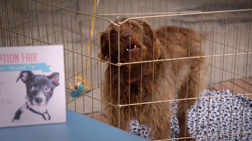 Adam Ruins Everything Season 1 Episode 17 - Adam Ruins Animals