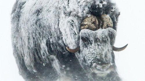 Le Peuple des forêts Season 1 Episode 1 - Episode 1