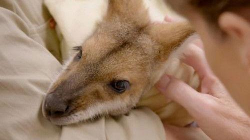 Crikey! It's the Irwins Season 4 Episode 3 - Terri's Wonder Wallaby