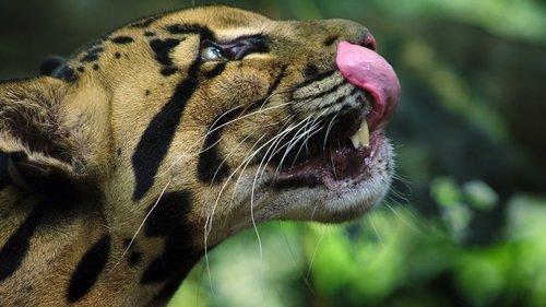 undefined Season 1 Episode 1 - Big Cats