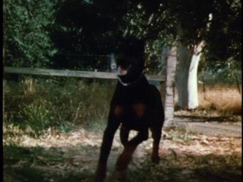 Cannon Season 3 Episode 4 - Hounds of Hell