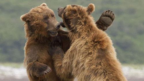 Animal Fight Night Season 1 Episode 2 - Rumble in the USA