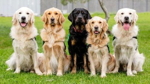 Dog Squad Puppy School Season 2 Episode 8 - Episode 8