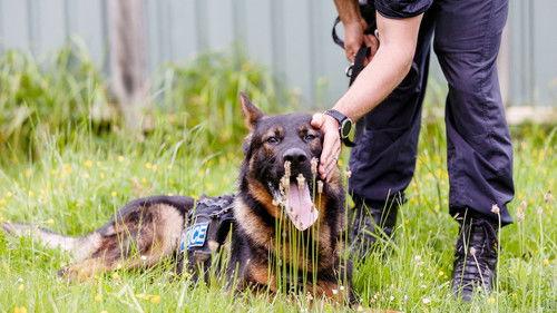 Dog Squad Puppy School Season 4 Episode 4 - Episode 4