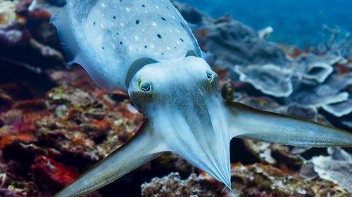 Blue Planet II Season 1 Episode 3 - Coral Reefs