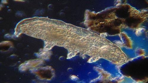 Knightmare Season 6 Episode 5 - Episode 5