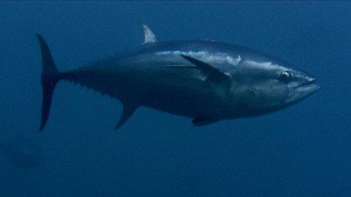 Modern Marvels Season 16 Episode 4 - Tuna