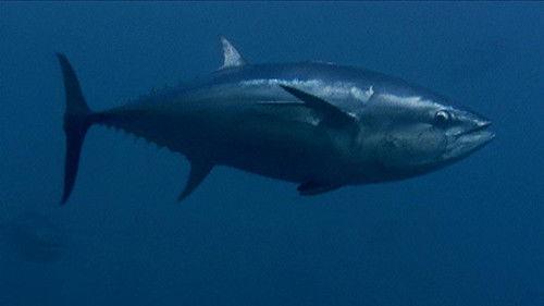 Modern Marvels Season 16 Episode 4 - Tuna