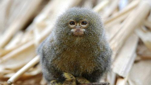 Nature Season 16 Episode 7 - Gremlins: Faces in the Forest