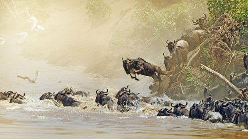 Serengeti Season 2 Episode 6 - Reckoning