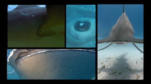 Shark Week Season 26 Episode 7 - Top 10 Sharkdown