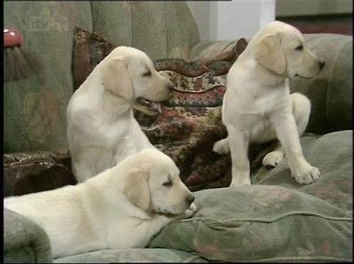 Man About the House Season 1 Episode 7 - No Children, No Dogs