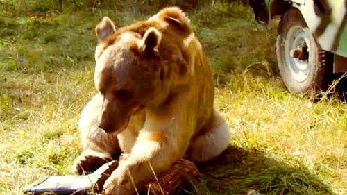 The Voronins Season 11 Episode 11 - Episode 11