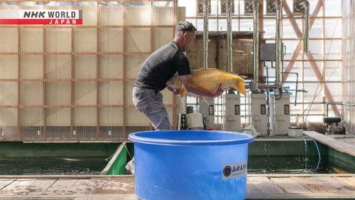 Journeys in Japan Season 16 Episode 13 - Nagaoka: Water, the Wellspring of Abundance