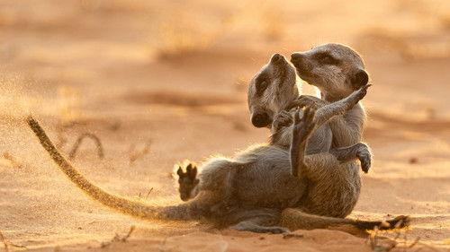 Meerkat Manor: Rise of the Dynasty Season 1 Episode 1 - New Beginnings