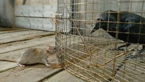 Tiny Creatures Season 1 Episode 6 - Florida