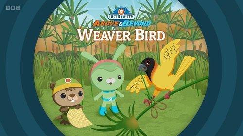 Octonauts: Above & Beyond Season 3 Episode 17 - Weaver Bird