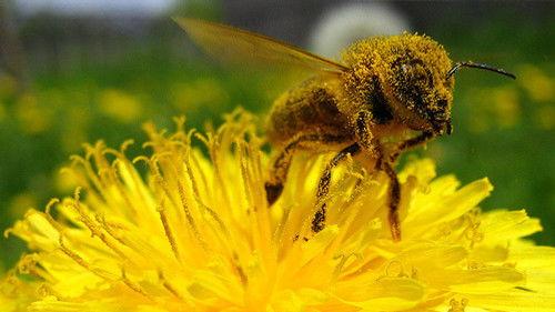 NOVA Season 27 Episode 8 - Tales from the Hive