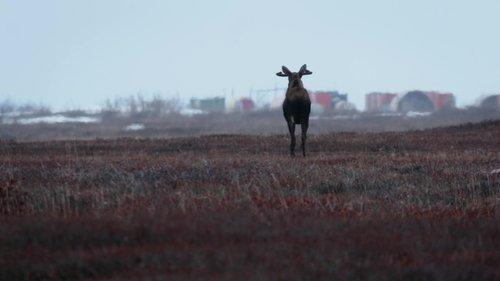 Life Below Zero Season 23 Episode 17 - High Risk, High Reward