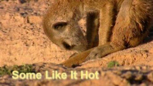 Meerkat Manor Season 1 Episode 3 - Some Like It Hot