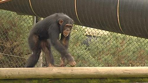 Monkey Business Season 7 Episode 1 - Episode 1