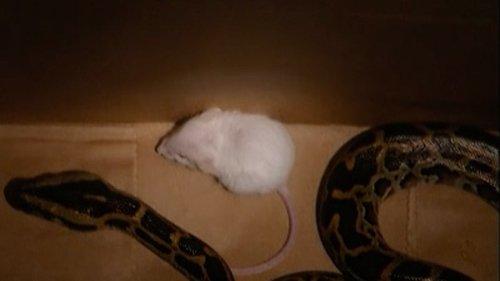 The Real World Season 14 Episode 14 - Snake vs. Mouse