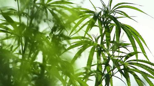 Four Corners Season 58 Episode 11 - Green Rush