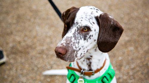 The Dog House Season 6 Episode 3 - Episode 3