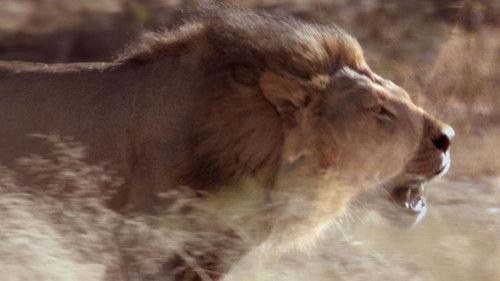 Animal Fight Night Season 3 Episode 7 - Cat Fight