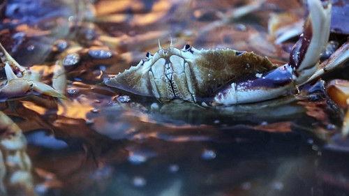 Deadliest Catch: Dungeon Cove Season 1 Episode 6 - Final Crossing