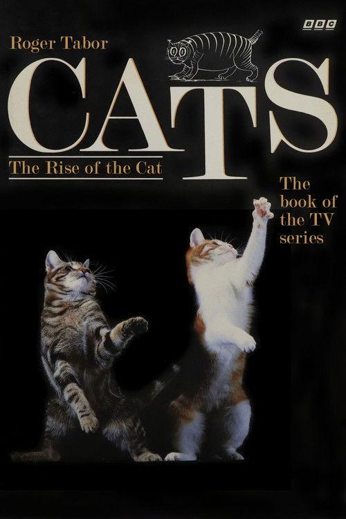 Cats poster